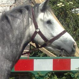Follow me and ill follow back ❤ im 12 years old and from eastbourne and i have a 1 eyed horse called titch hes my babyy xx
