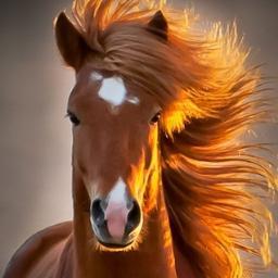 Paixão por cavalos não tem limite. Cavalo é muito mais que esporte, lazer ou hobby. É um amigo, fonte de liberdade, de boas lembranças e de superação de limites