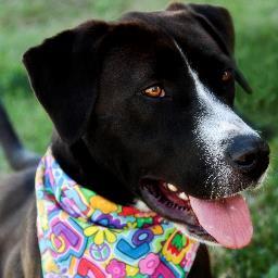 2222 W. Warrior Trail, Grand Prairie, TX 75052    972.237.8575
Adoption Fee: $70, Includes: Core vaccines, Microchip, Hworm test, & $50 voucher spay/neuter