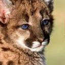 Defendámos al Puma. - @SalvemosAlPuma - Twitter