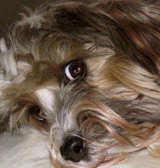 Petmoir,a memoir of your pet. Captivating photos and descriptive words in a professionally made coffee table style book. It's the next best thing to forever.