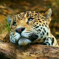 Visit Zimbabwe (@visitzim) Twitter profile photo
