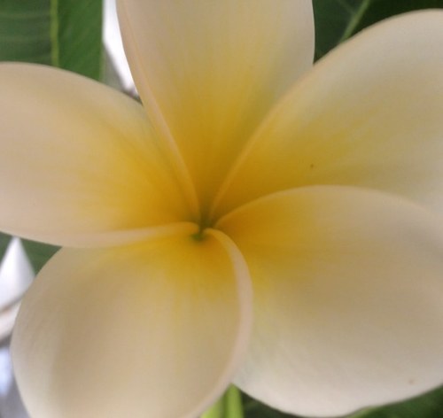 I am a wife & mother. I enjoy growing plumeria, fitness, nature & making candles. I love the Lord because he heard my cry.