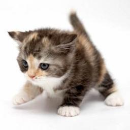Just a cat doing cat things in a cat world