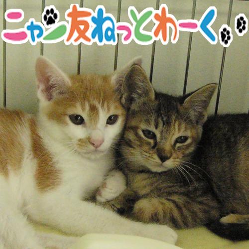 北海道の保健所から猫を引き出しをしている保護主のネットワークです。毎月譲渡会開催してます。 
アマゾンほしい物リスト https://t.co/gQ6BCx69CD 
#札幌Twitter会 #さっぴよ