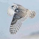 Lady Owl (@1961LadyOwl) Twitter