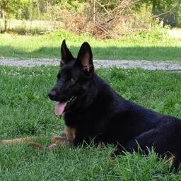 A German Shepherd Dog Forum that is a Community for proud owners of German Shepherds and related breeds