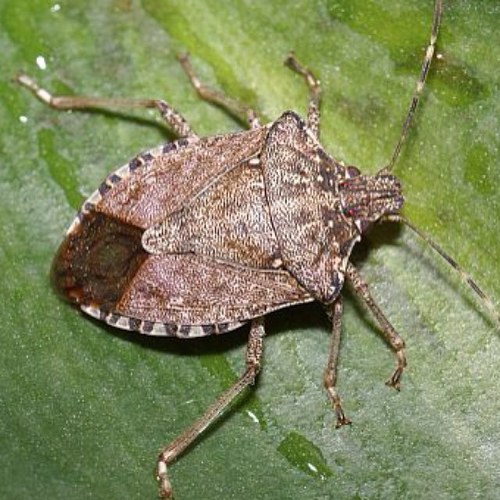 Stink__Bug's profile picture. Stinkin around