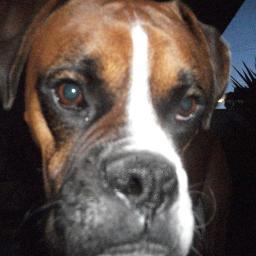 Boxer lover and owner of http://t.co/Df5mxN4raK