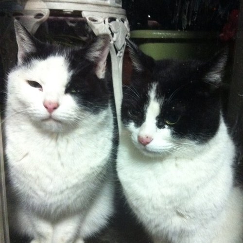 zunnguridokadok's profile picture. ガンダム大好きのヲタクです。ガンダムXが特に好き。燃え系特撮でも何でも来いっ！美少女ゲームキャラも好きだ！