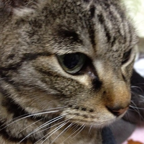 猫大好き♡ちいかわ、ねこぺん、ポム様♡お寿司ラーメン鰻♡