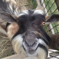 とんぼがえりさんのプロフィール画像