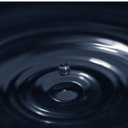 Future oil grows on trees. Clean and profitable
