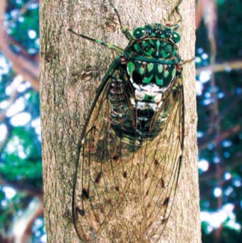 seminokimoti's profile picture. 君たちに思い知らせたい…セミの気持ち