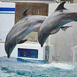 kaijyo_aquarium's profile picture. 黒/バ/ス海常高校の水族館設定botです。黄瀬(カマイルカ)/笠松(黄瀬のﾄﾚｰﾅｰ)/森山(ハンドウイルカ)/小堀(森山のﾄﾚｰﾅｰ)/早川(カリフォルニアアシカ)/中村(早川のﾄﾚｰﾅｰ)がいます。営業時間は7:00~24:00。自動リプは対応してません。詳しくはこちら→http://t.co/pTS1joA3Uk