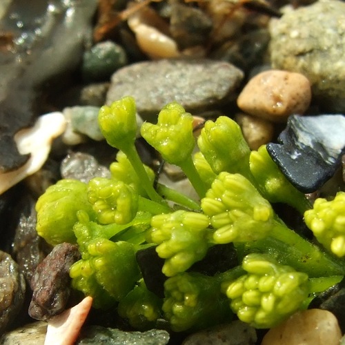 Long time seashore explorer, with a passion for jewellery making