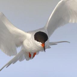 A virtual Group supporting ringing in your historic County for @__COO. Conserving species and their habitat through scientific study.