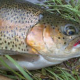 tomb9769's profile picture. Fly Fishing Grandfather