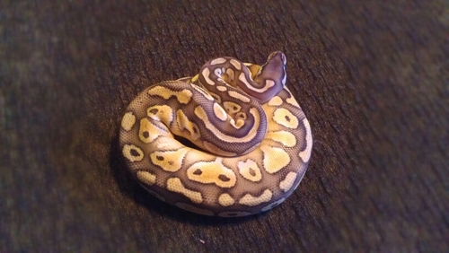 thundermorphs's profile picture. Small Ball python breeder located in Okc