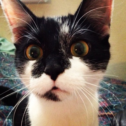 Lucy_Burr's profile picture. My name Lucy Burititong, I love my hoomans & boxes. I like da noms & knocking over my water bowl.