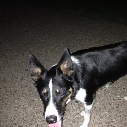 muaddibSF's profile picture. 