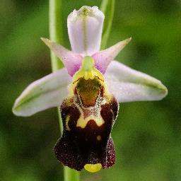 Kent Botanist, Photographer, Gardener and Musician