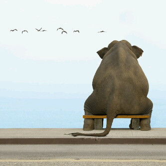 Amal_G_'s profile picture. UAEU student // Just ask ♥