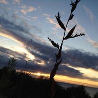Jane Phillips-Long (@janewee48) 's Twitter Profile