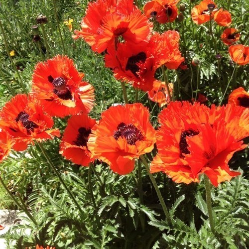 katdevries's profile picture. 