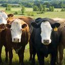 Joel Cape - @joelcape - Twitter