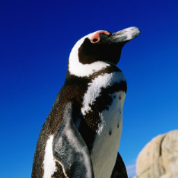 (☝ ⊙ਊ⊙)☝なに！？生きている唐揚げだと！？/ Penguin-Battler /　(´へωへ`*)リプライで反応(´へωへ`*)