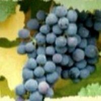 napa valley wine(@napainfo) 's Twitter Profile Photo