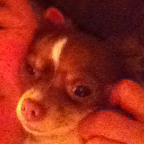 CDOV123's profile picture. 