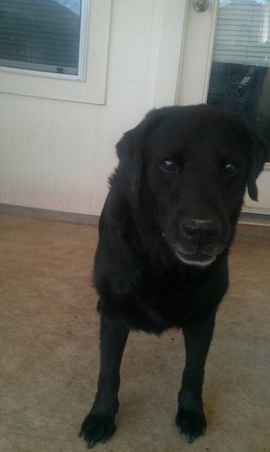 kch_always's profile picture. The following is my opinion and my opinion only. Hopeful Human, Husband,& have 3 Amazing children.ISA Certified Arborist.#Resist.#NeverForgetJanuary6th.No List.