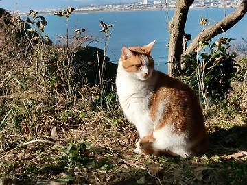 猫と音楽が好き。つぶやきも気まぐれ。