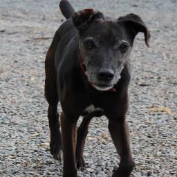 BirdInTheTree's profile picture. Duck Lady