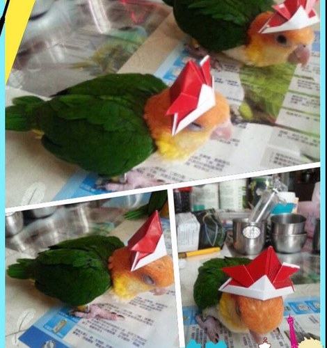 We own some parrot aviaries in Taiwan. We could ship many kind of  parrot species with Cites document.  Our contact method bigflyparrot@icloud.com