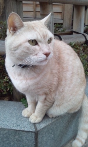 neko_hiroi's profile picture. 30代、女、JUDY AND MARY、スタバ、ねこ