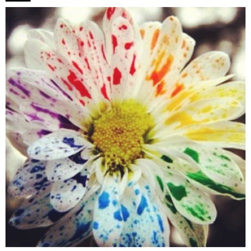 TheIarmy's profile picture. Do what you gotta Do!!