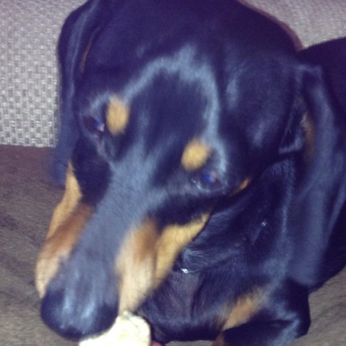 SnoopDoggDoxie's profile picture. Member of #Nipclub sekurity, #doxieposse, #doxiemafia I have a sisfur doxie GG and 7 cat fursibs. Save a life, rescue a shelter animal!