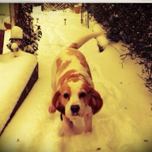 food obsessed, criminal mastermind, sniffer of all things sniffable - follow me if you can.