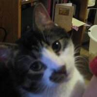 Treesh (@meowlondon) Twitter profile photo
