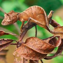 biodivcivsoc's profile picture. Network of activists & repr of NGOs, community-based org, soc mov & Ind. Ppl Org lobbying at CBD - twts for info&debate, not representing alliance/ member org