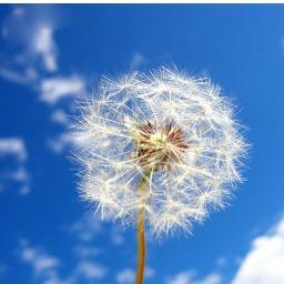 Ian_fsGao's profile picture. Dream nest