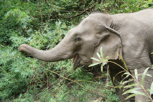 Providing an alternative for elephants and owners. Working together with the local community in Maechaem, Northern Thailand.