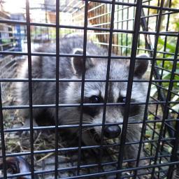 愛媛出身 大阪南部住  おっさん。プラモ・鮎釣り・アウトドア・生物好き。古いキットを漁って楽しんでます。
たまに庭に出現する害獣、害虫駆除しています。最近、放置している庭にアケビがあるのを知りました。