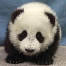 pandasarecute4's profile picture. 