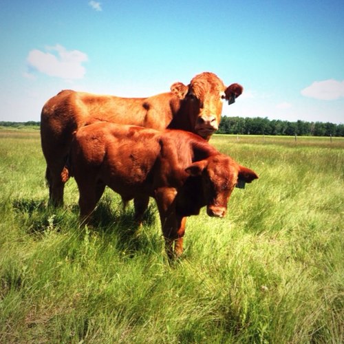 Runnning/working on a limousin and angus Cow/calf ranch. Living the dream. My horse is a Can Am Outlander 1000
