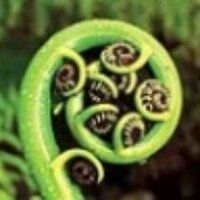 SF Kiwis (@sfkiwis) 's Twitter Profile