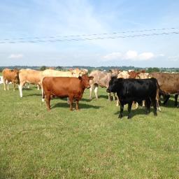 West Country Beef.  Lush green pasture and fresh air.  Blackmore Vale sunshine.